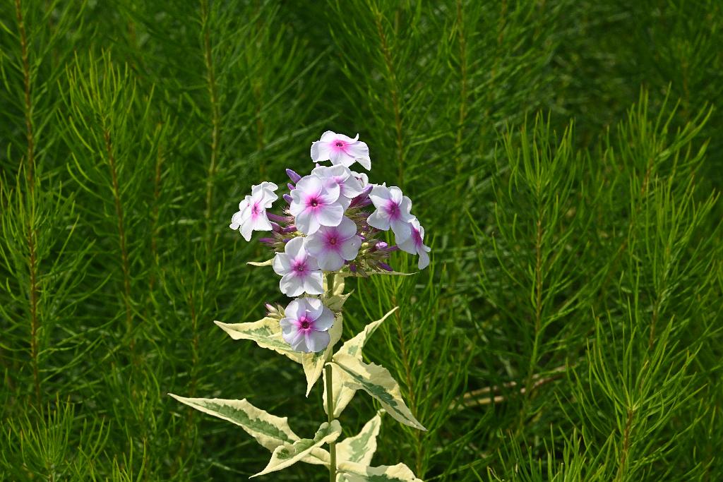 2025-08039880 Tower Hill Botanic Garden, MA.JPG - Phlox (Phlox paniculata 'Nora Leigh'). New England Botanic Garden at Tower Hill, MA, 8-3-2025